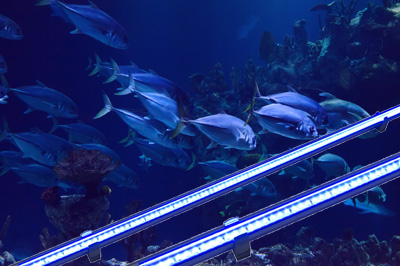 LED-Leiste Deep Sea | blaues Spektrum