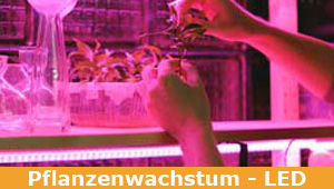 LED Growlights - Horticulture - perfektes & effizientes Pflanzenlicht - Gemüse, Kräuter & Salat mit LED-Technik anbauen