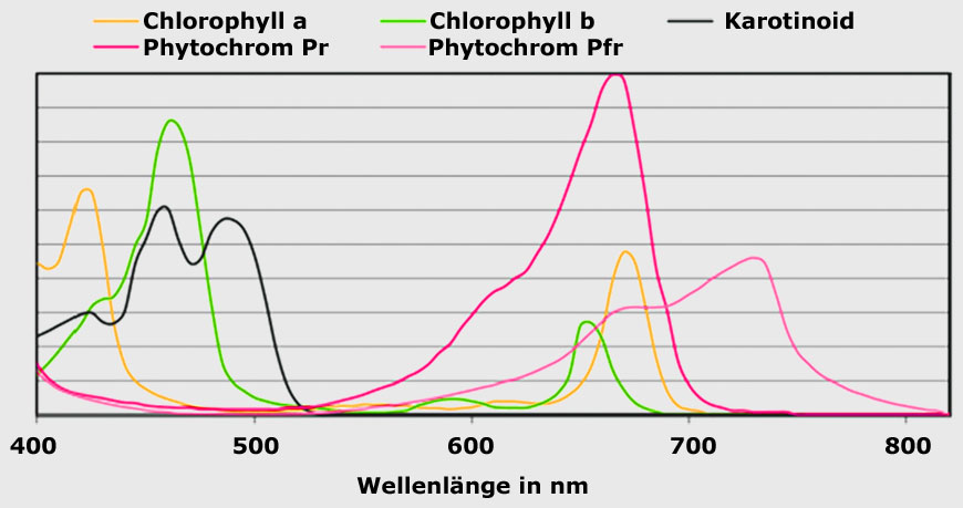 Absorptionsspektrum von Pflanzen