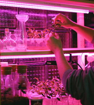 Horticulture Growlight LED - Pflanzenbeleuchtung