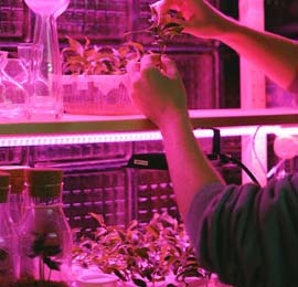 Pflanzenwachstum - LED-Growlights - Horticulture