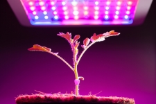 Themenwelten - Pflanzenwachstum | LED-Emotion.de